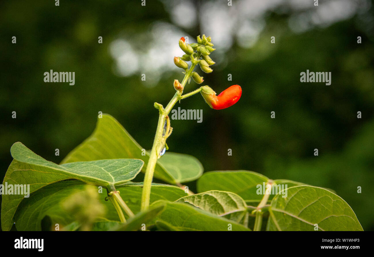 Blob rosso Foto Stock