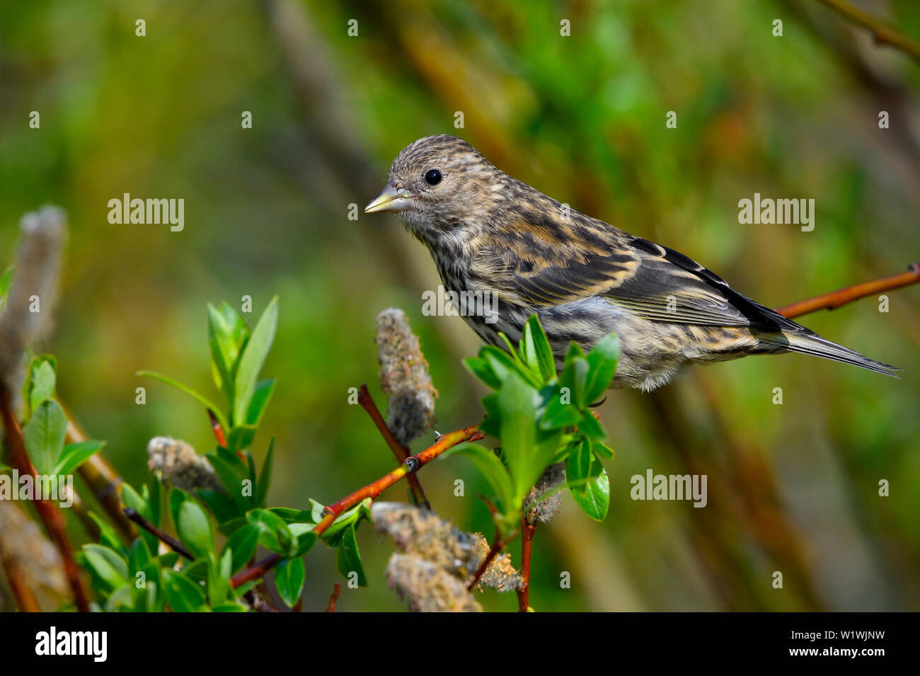 Una vista laterale di un Pine Siskin 'Carduelis pinus', arroccato su un ramo di salice in un habitat boschivo nella rurale Alberta Canada Foto Stock