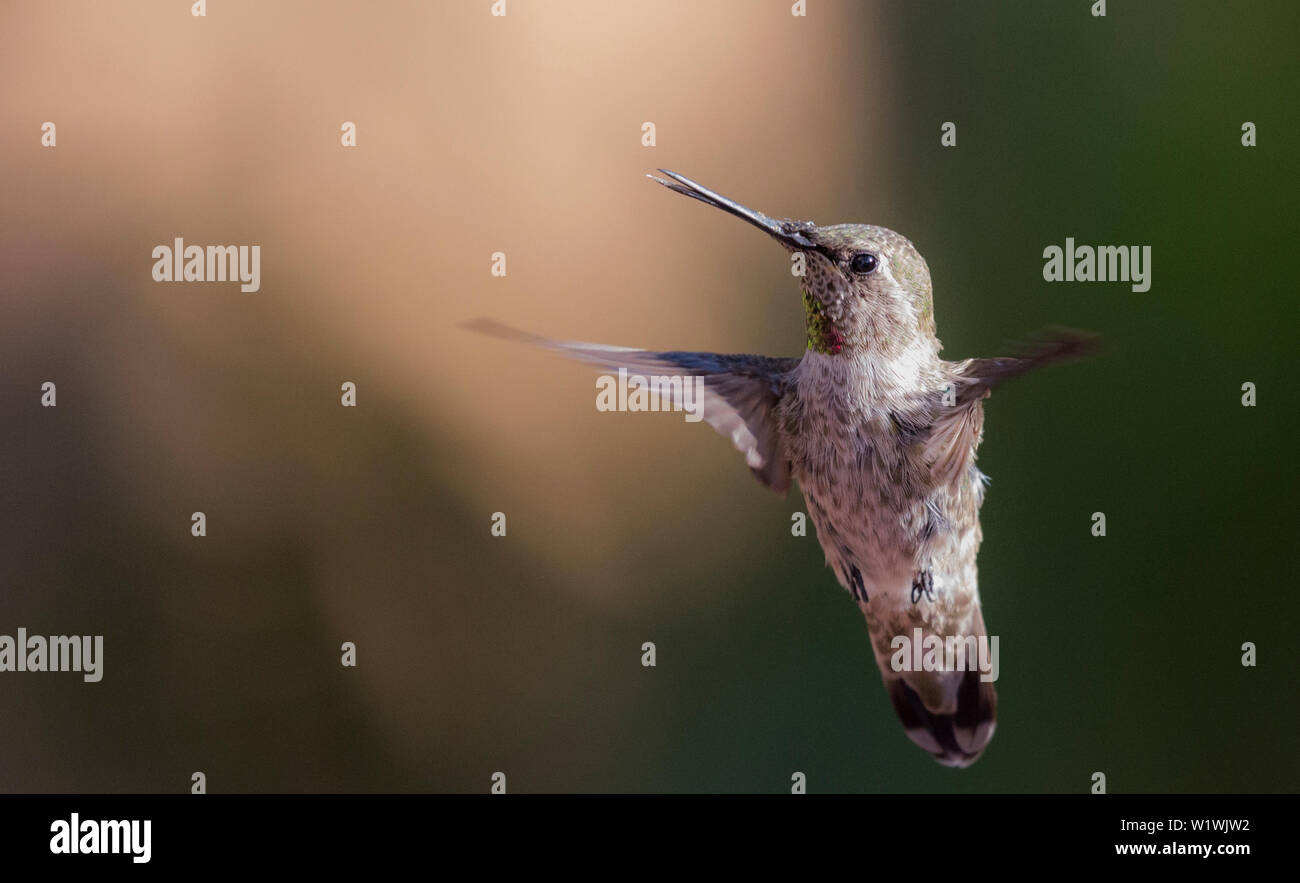 Anna's hummingbird alimentazione sulle zampe di canguro fiori... Foto Stock