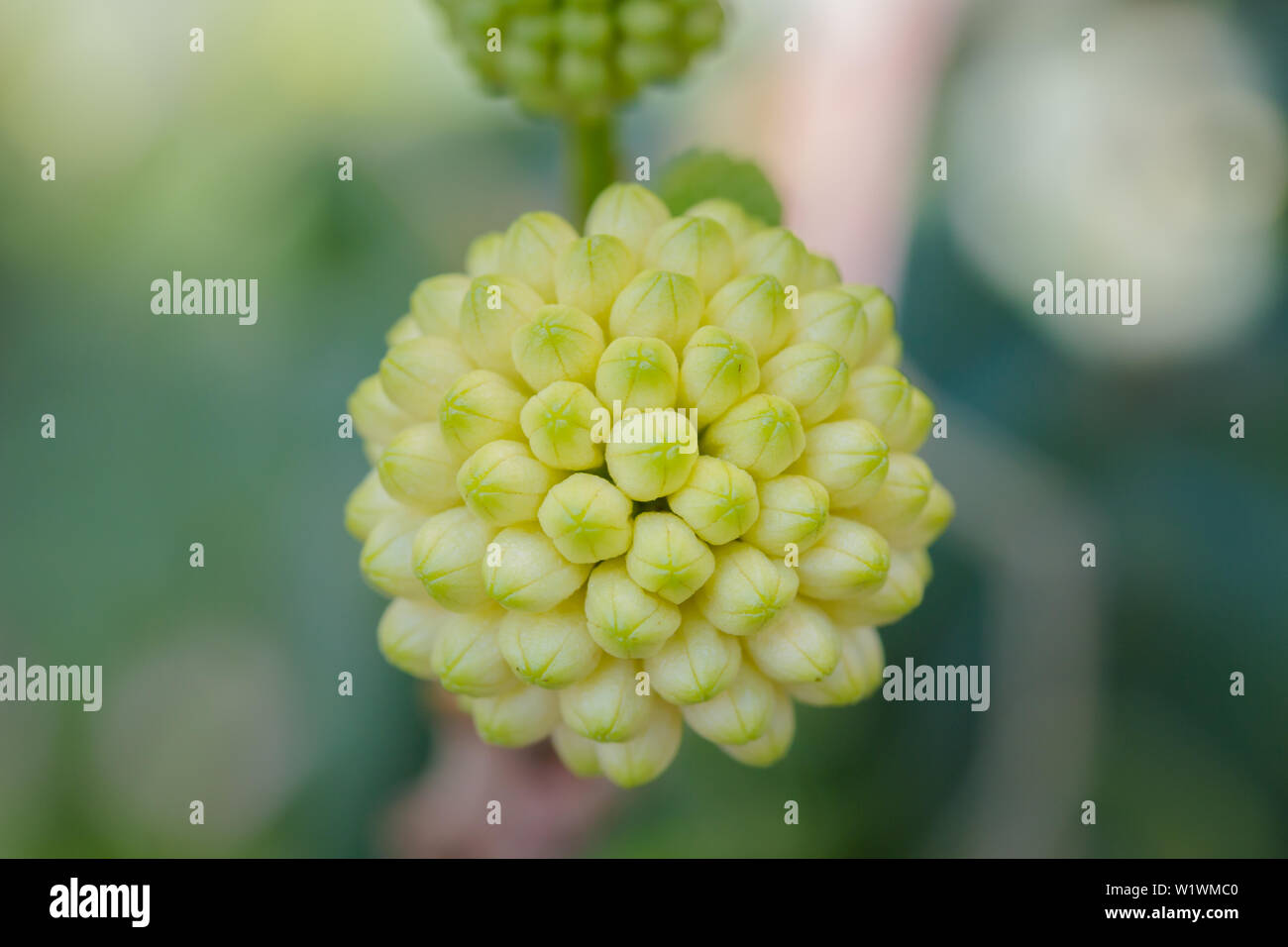 Granello di polvere bianca Puff, noto anche come Calliandra haematocephala. Foto Stock