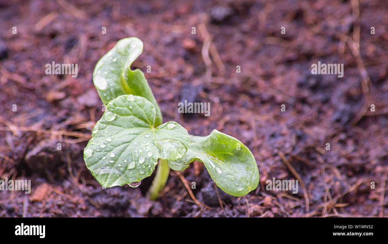 Piantine di melone che cresce dal seme sul terreno e le goccioline di acqua sulle foglie. Foto Stock