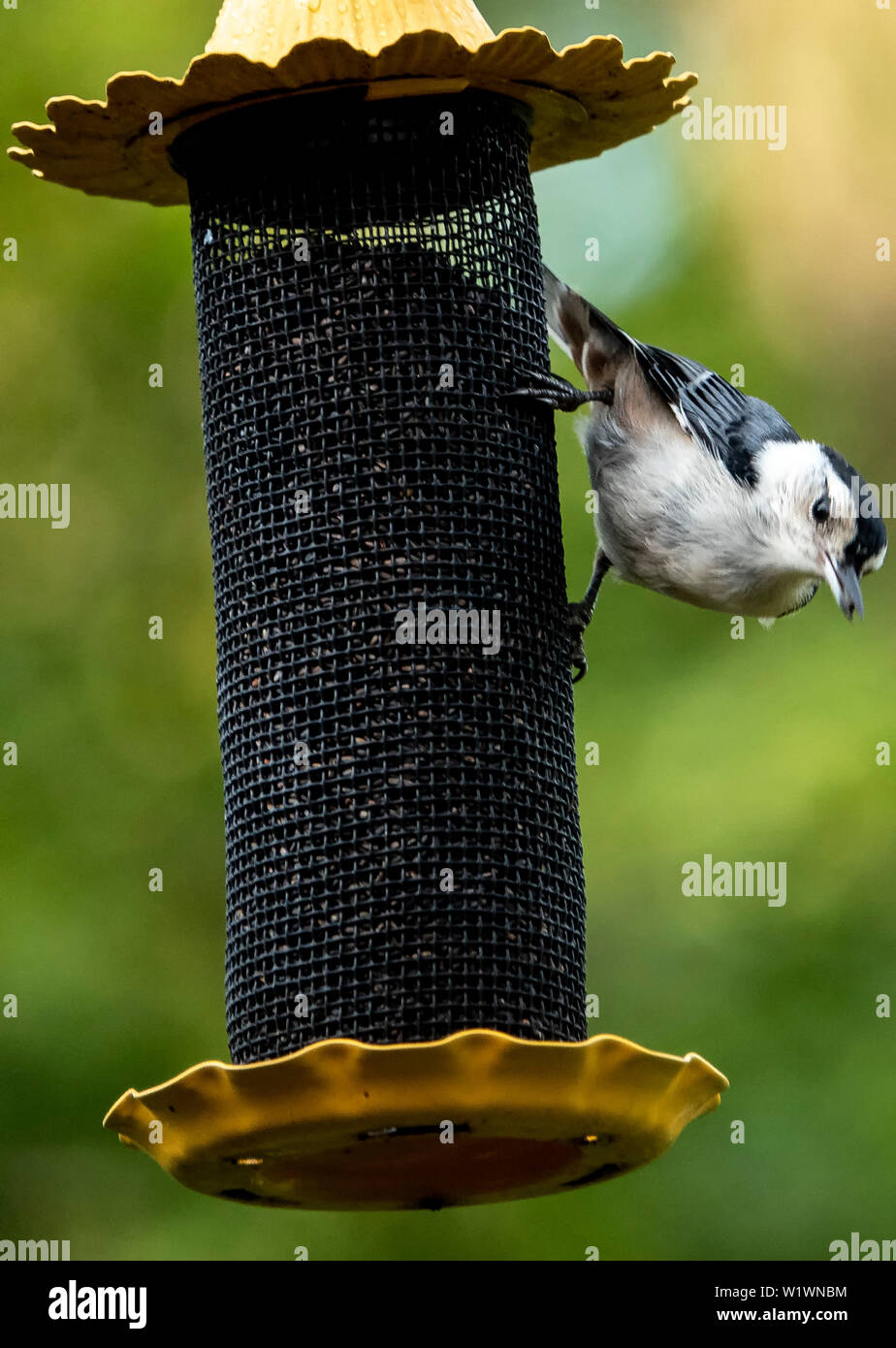 Buona presa Foto Stock