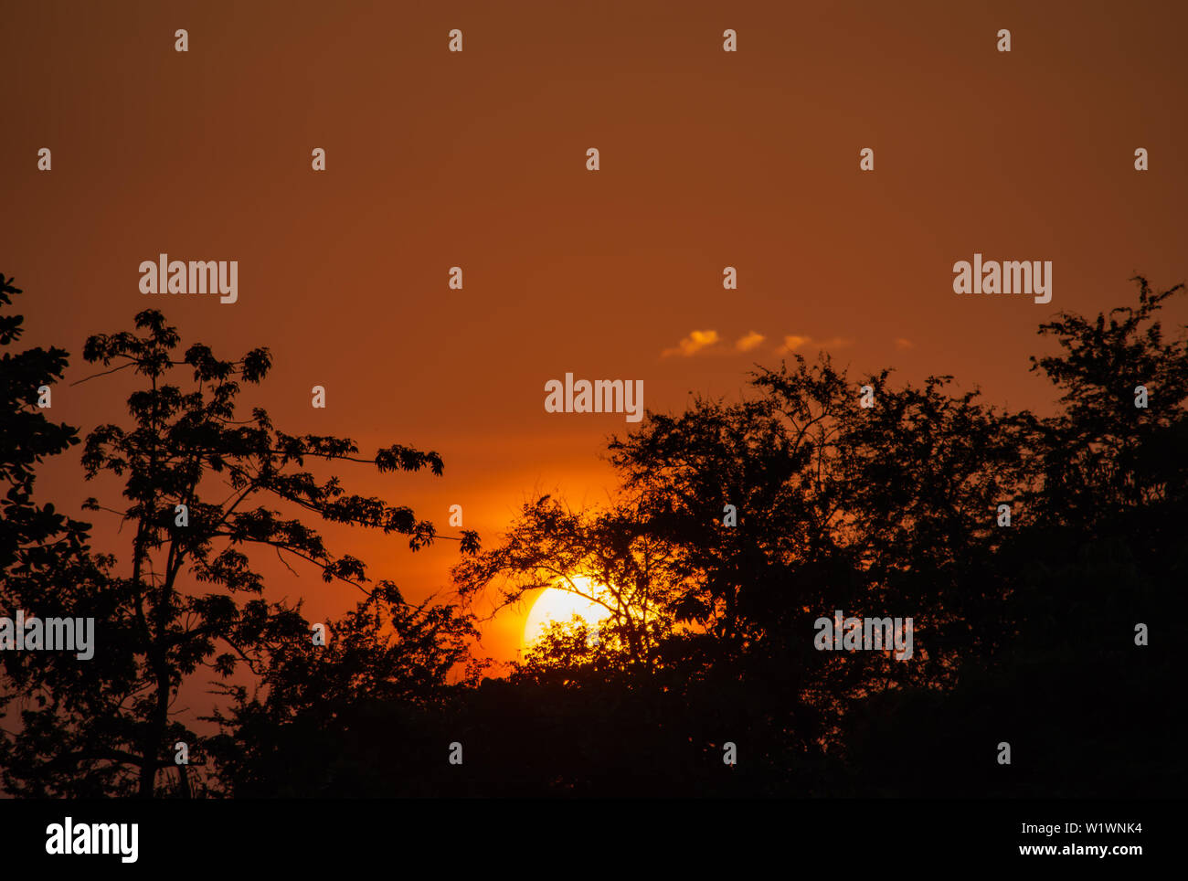 La bellezza di un tramonto dietro ad un albero e cielo arancione Foto Stock