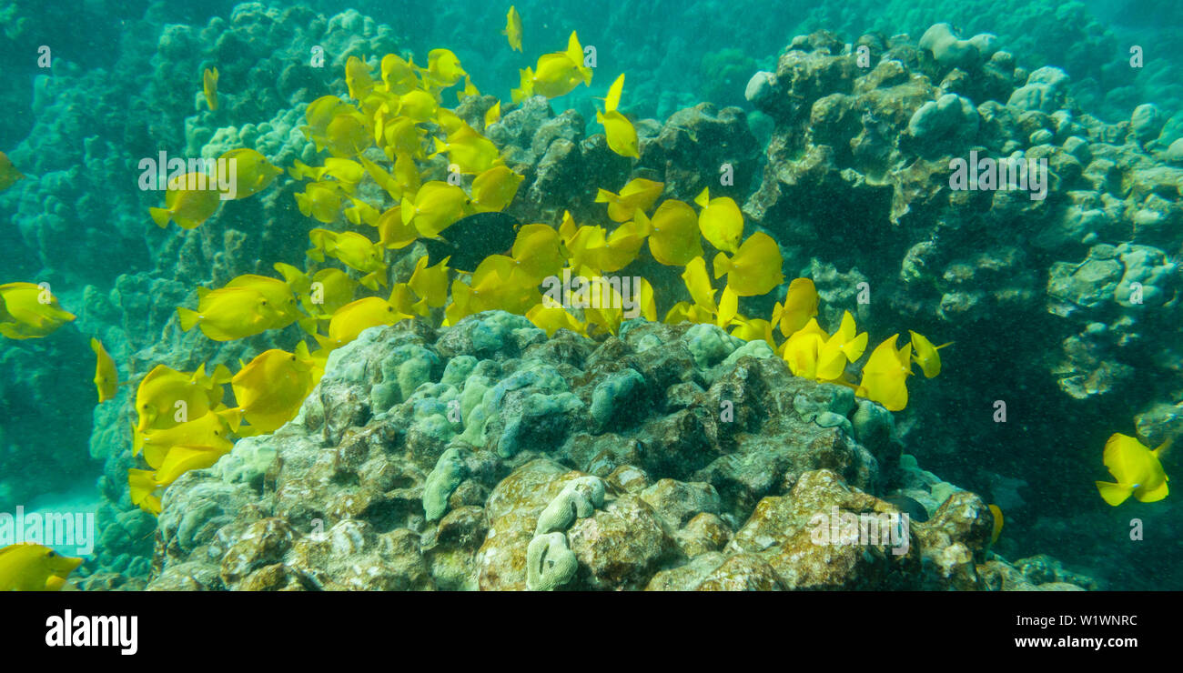 La linguetta gialla ( Zebrasoma flavescens) panorama subacqueo su coral in Honaunay Bay, Hawaii Foto Stock