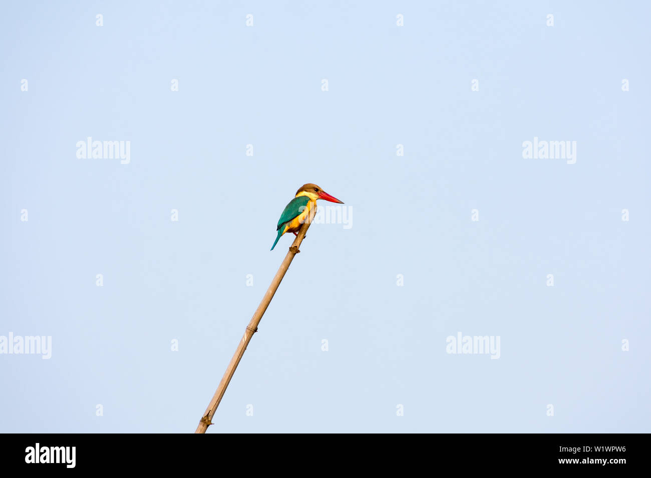Primo piano di una di medie dimensioni colorati martin pescatore solitario (Alcedo atthis) seduto su un bambù è in attesa di prendere un pesce contro il cielo chiaro. Bharatpur Bird S Foto Stock