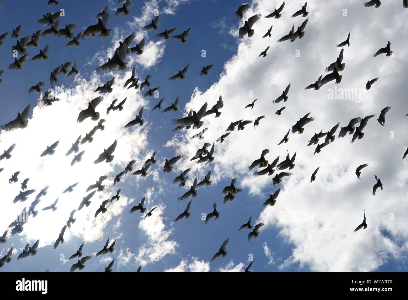 Silhouette di un grande gregge di uccelli contro un cielo blu con nuvole bianche Foto Stock