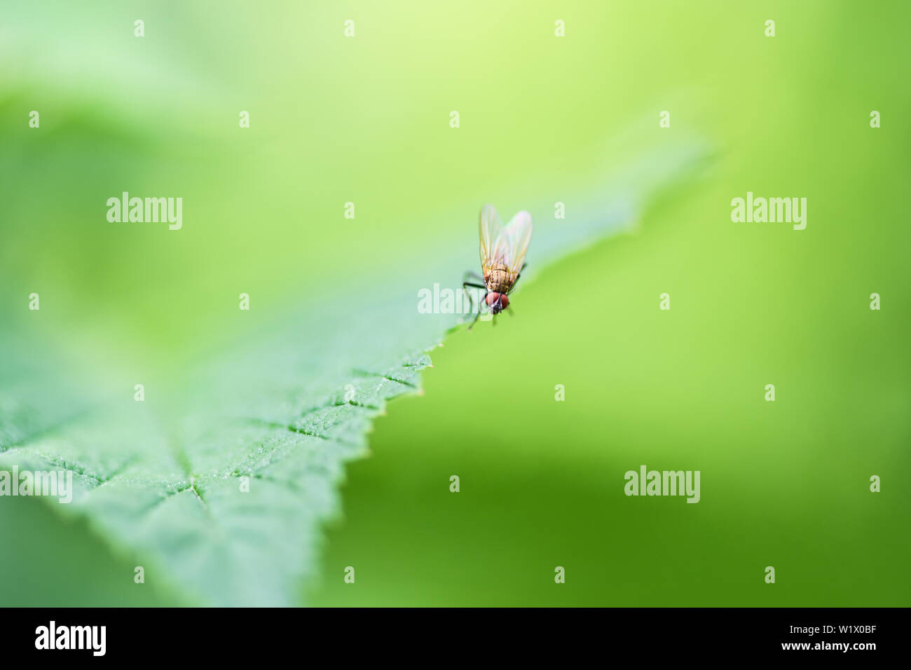 Comune di volare seduti su un foglio verde, foto macro Foto Stock