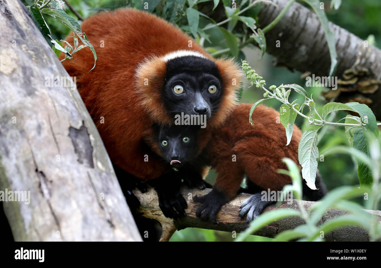 Un bambino rosso lemure ruffed ripari con sua madre, come il personale a Blair Drummond Safari Park di celebrare un baby boom con quattro nascite primate comprendente due Barbary macachi, una specie gravemente minacciate rosso lemure ruffed e un anello tailed Lemur. Foto Stock