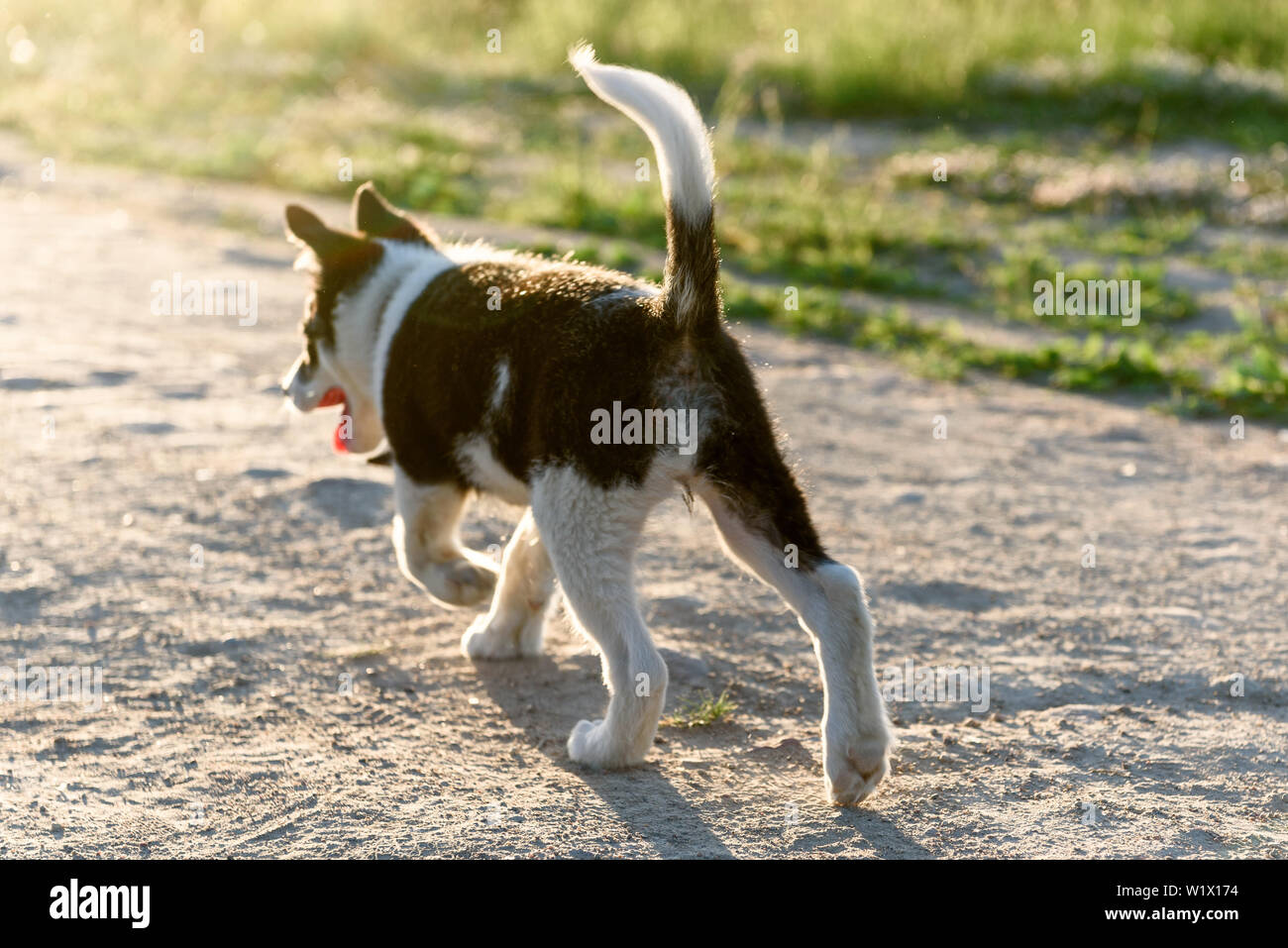 Piccolo puppy divertente in esecuzione Foto Stock