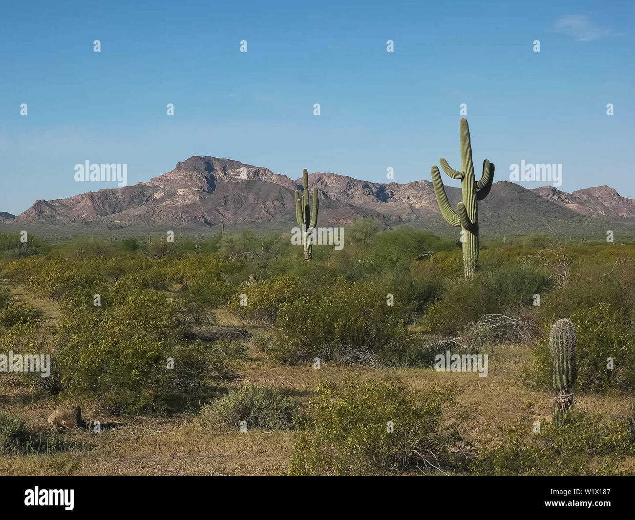 Cactus saguaro e puerto blanco minuti vicino a Ajo, az Foto Stock