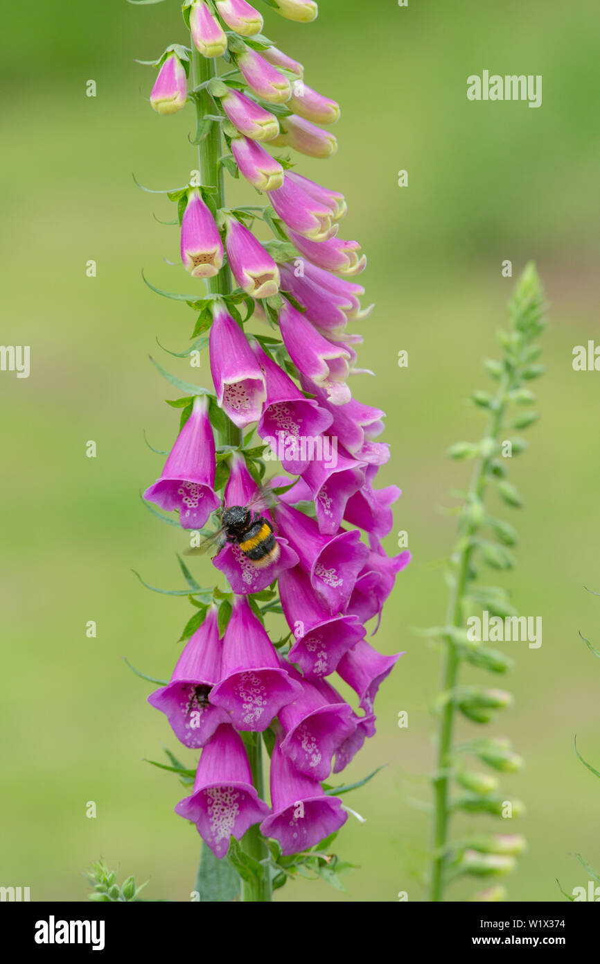 Occupato bombi (Bombus sp. ) Attività. Foxglove (Digitalis purpurea). Crescendo in un'area di stato eliminato di recente bosco. Giugno. La molla, inizio estate. Norfolk. Il ​UK. Foto Stock