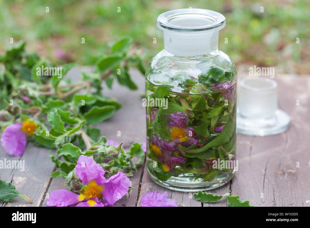 Tinktur aus Zistrosen, Zistrosen-Tinktur, Zistrosentinktur, alkoholischer Auszug, Tinkturen, tintura, vernice. Zistrose Graubehaarte, Graubehaarte Cist Foto Stock