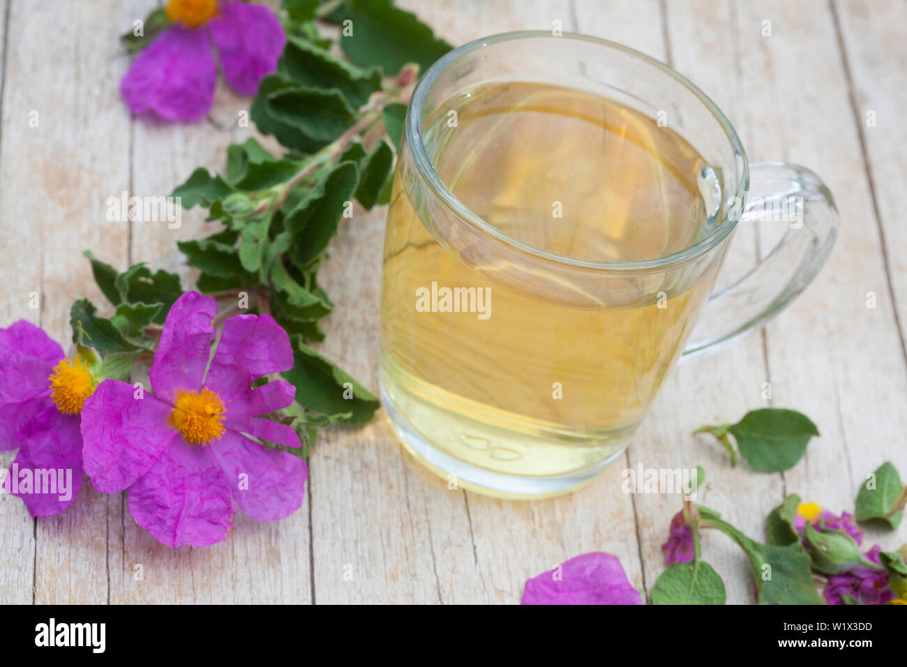 Zistrosen-Tee, Zistrosentee, Tee aus Zistrosen, Heiltee, Kräutertee, Blütentee, Abkochung, tè alle erbe, tè alle erbe, tè. Zistrose Graubehaarte, Graubehaa Foto Stock