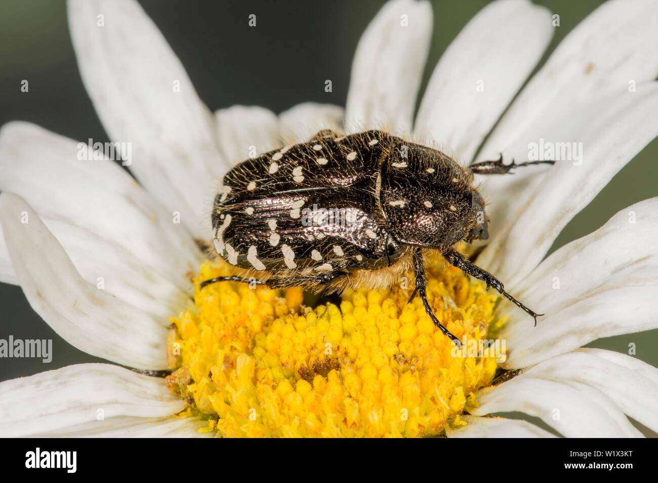 Shaggy flower beetle (Tropinota hirta) mangia il polline dei fiori di una margherita (Leucanthemum massimo), Baden-Württemberg, Germania Foto Stock