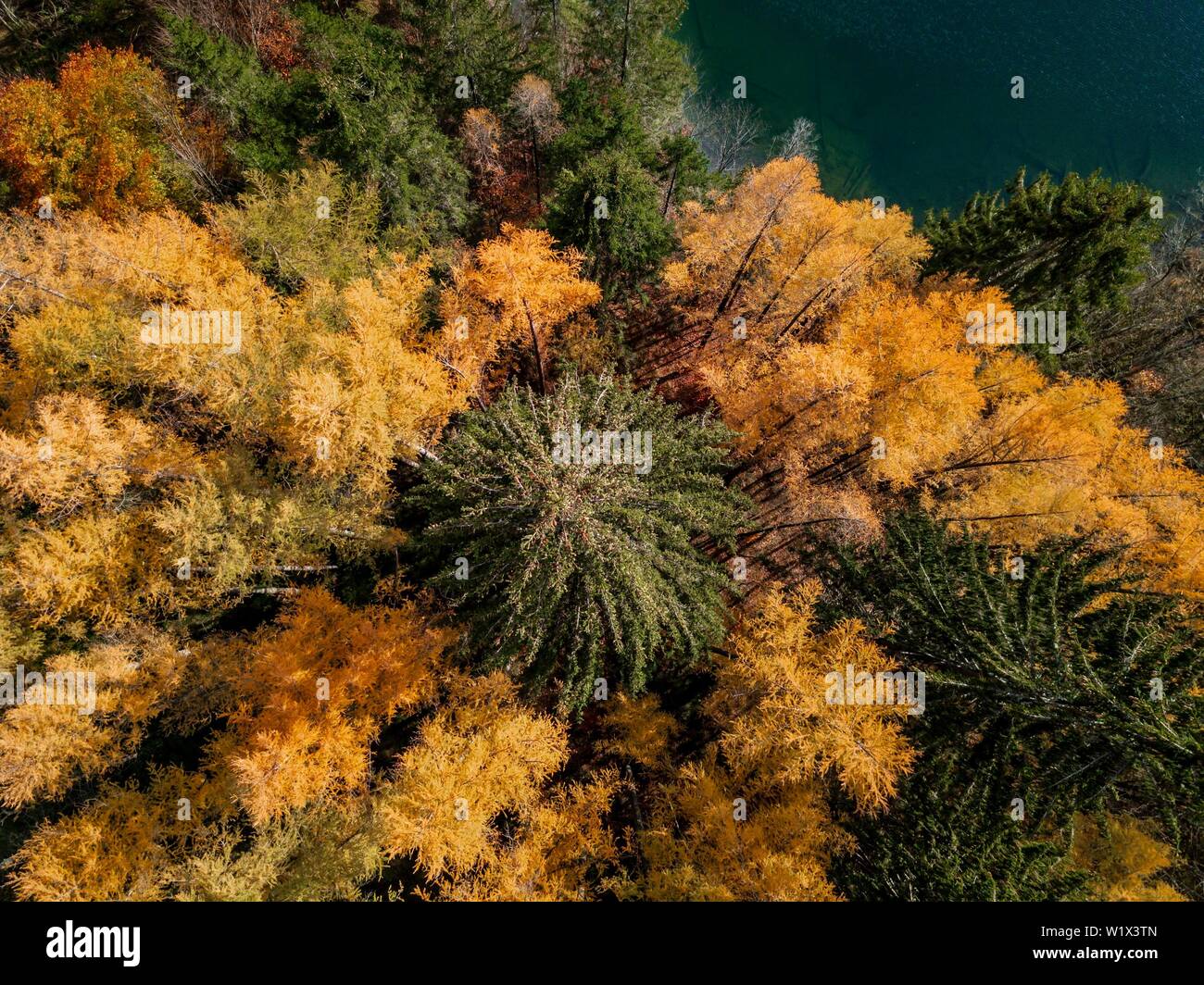 Drone shot, Vista panoramica, boschi misti con foglie di giallo in autunno dal di sopra, il lago Barmsee, Mittenwald, Baviera, Germania Foto Stock