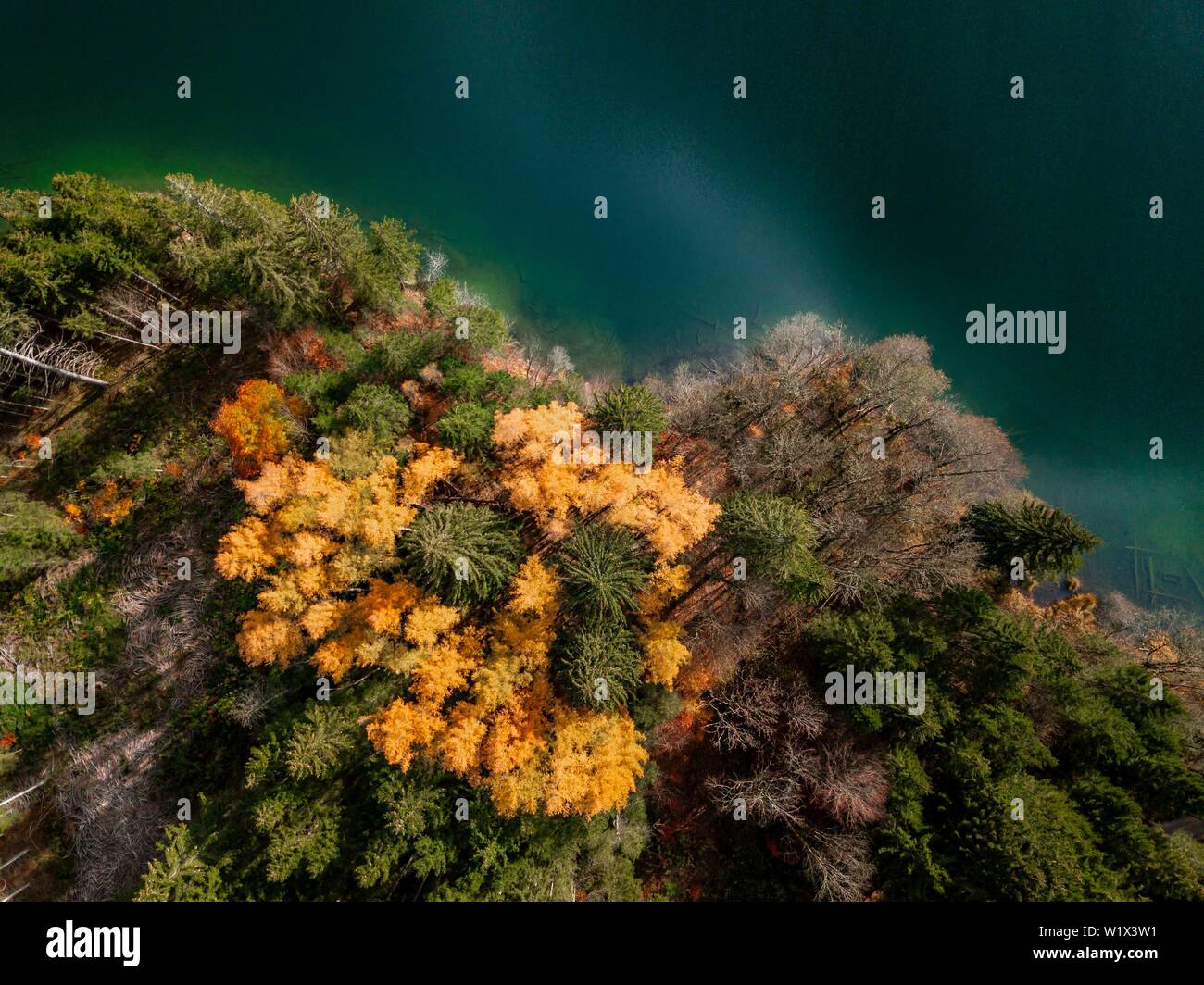 Drone shot, Vista panoramica, boschi misti con foglie di giallo in autunno dal di sopra, il lago Barmsee, Mittenwald, Baviera, Germania Foto Stock