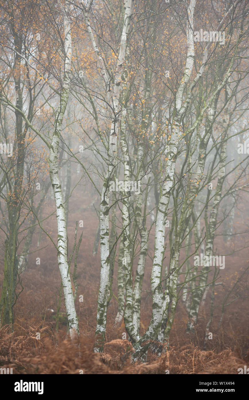 Bella vibrante Autumn Fall paesaggio nella nebbia Peak District in Inghilterra Foto Stock