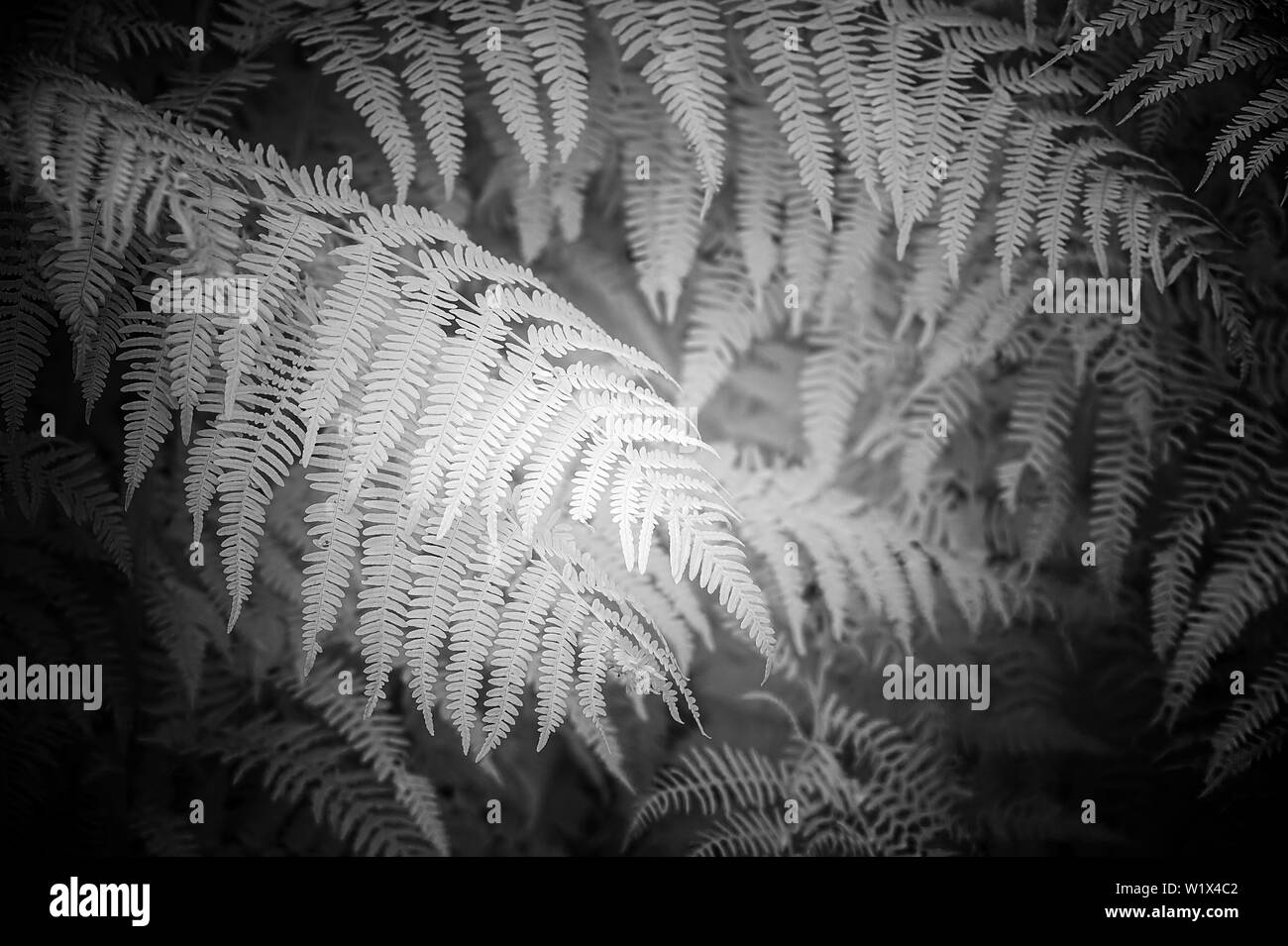 Bella in bianco e nero dettaglio infra red immagine della foresta foglia di felce in orizzontale Foto Stock