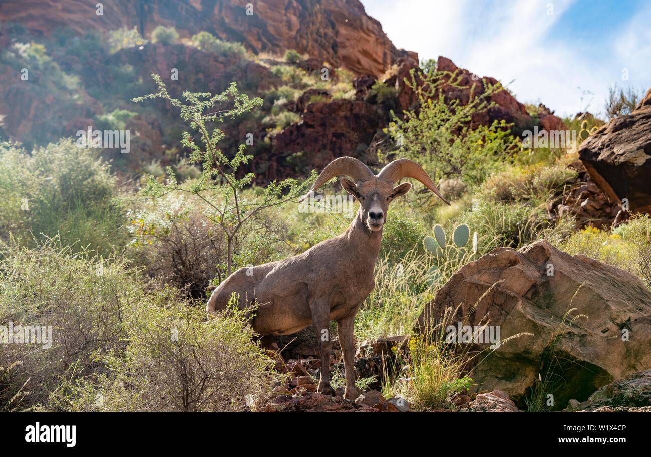 Desert bighorn (Ovis canadensis nelsoni), maschio, il Parco Nazionale del Grand Canyon, Arizona, USA, America del Nord Foto Stock