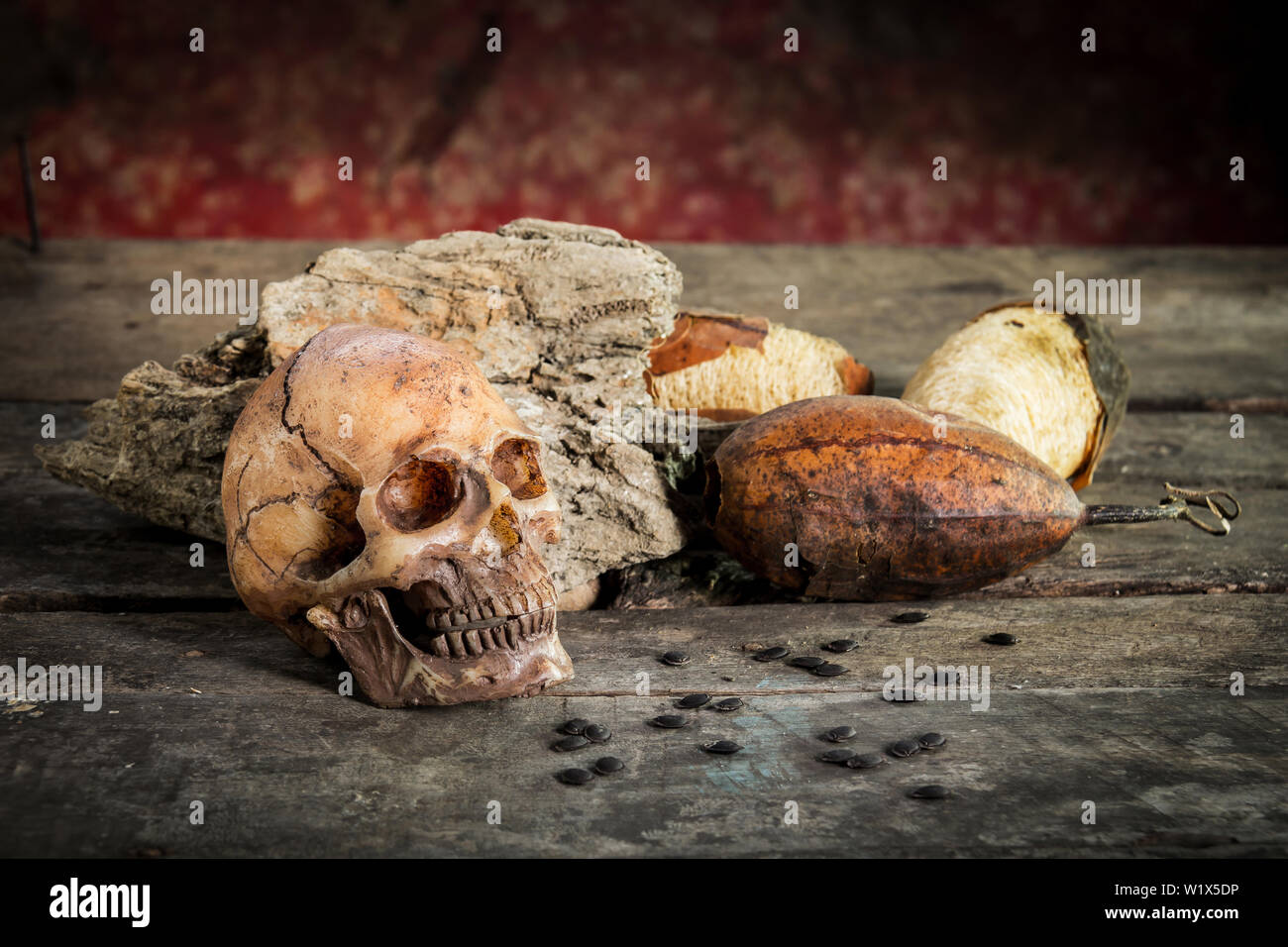 Natura morta con teschio umano su legno vecchio e zucchine a secco Foto Stock