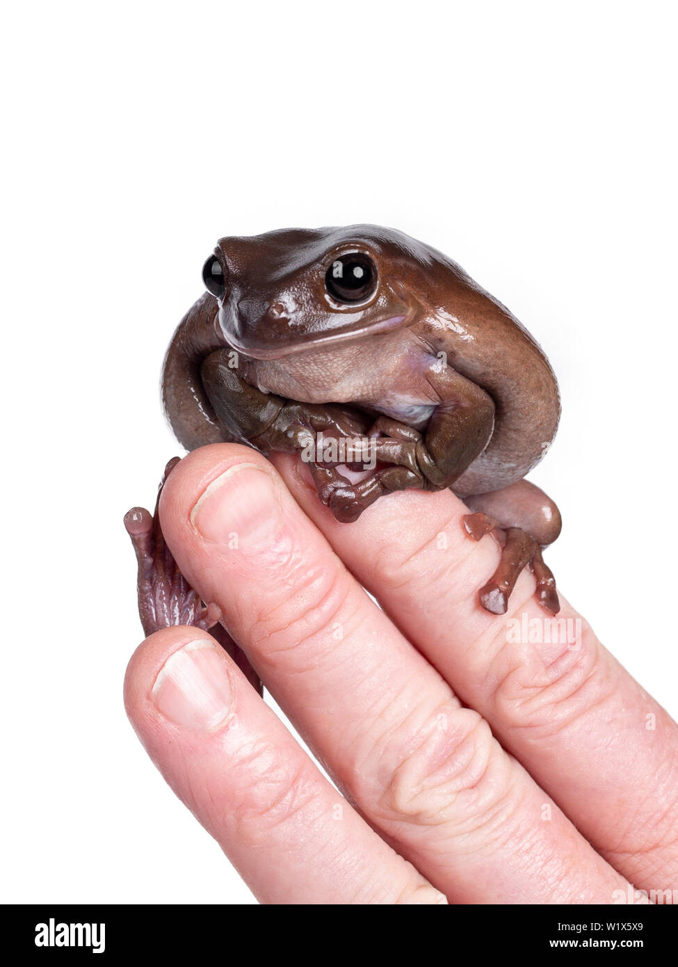 Carino australiano brunastro ranocchio verde seduto sulla mano umana / dita, cercando di fotocamera. Isolato su sfondo bianco. Foto Stock