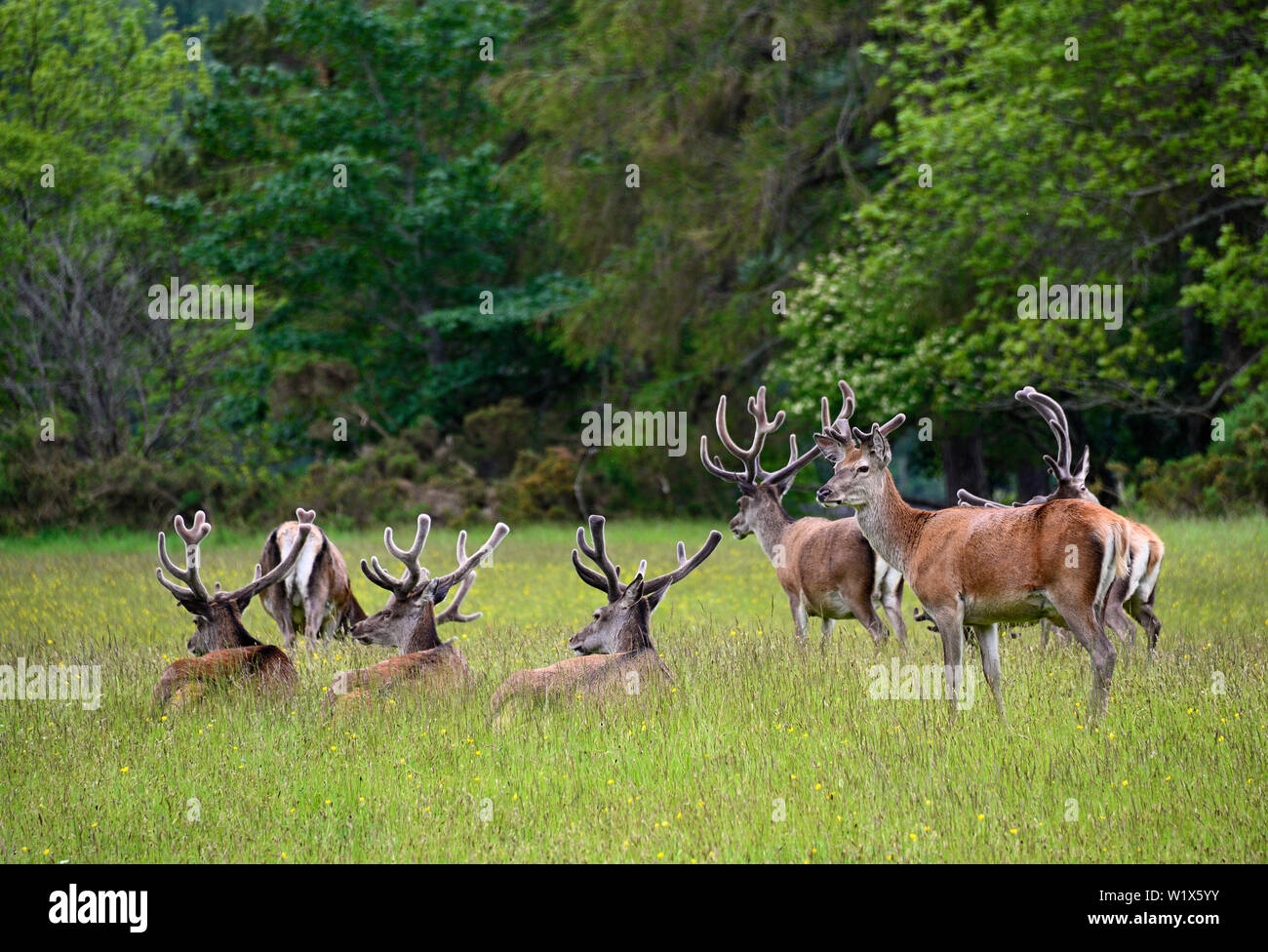 Una mandria di Scottish Red Deer in estate. Kinloch Rannoch, Perth and Kinross, Scotland, Regno Unito, Europa. Foto Stock