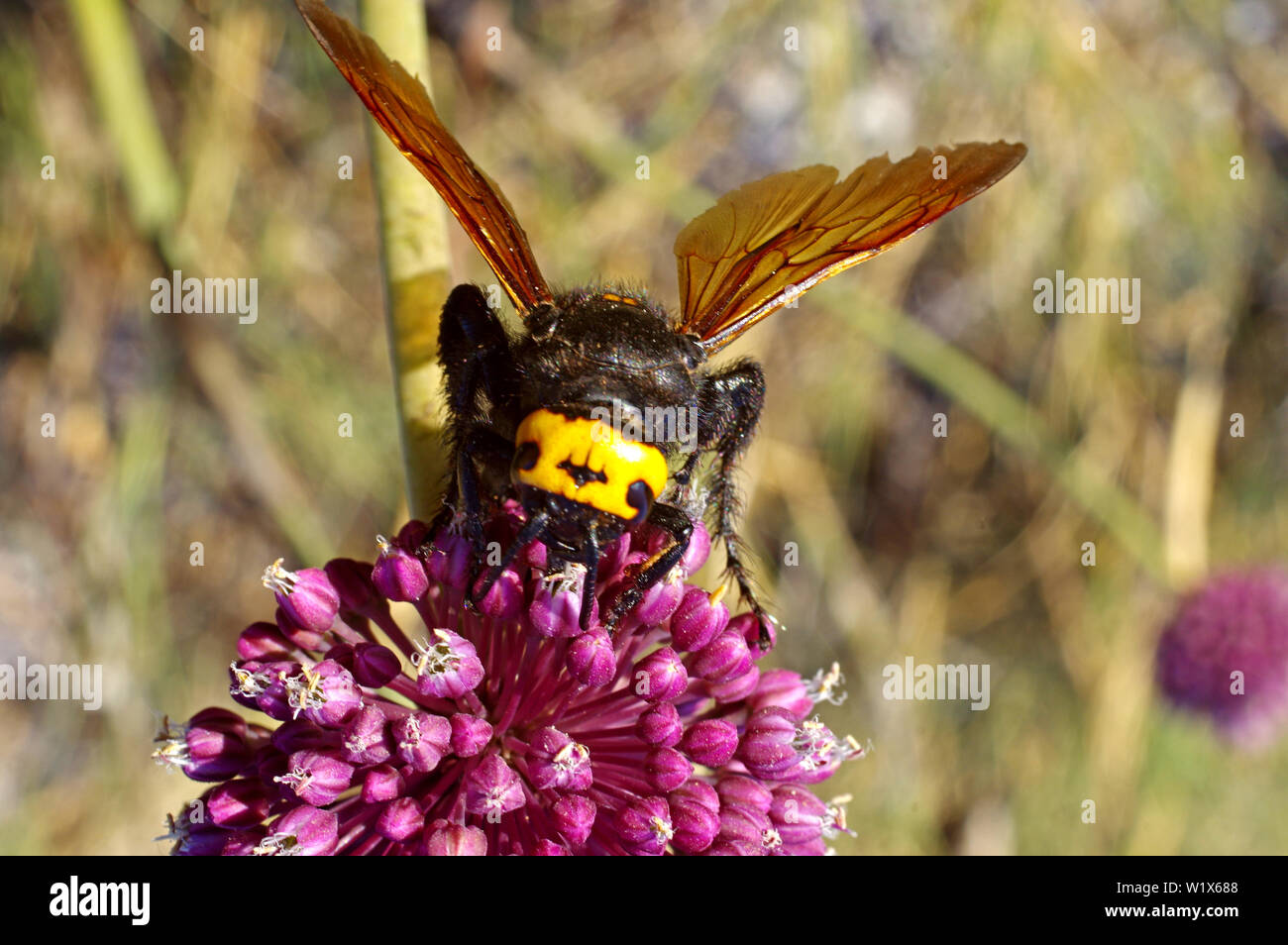 Allium ampeloprasum fioritura con mammooth wasp (magascolia maculata flavifrons) close-up Foto Stock