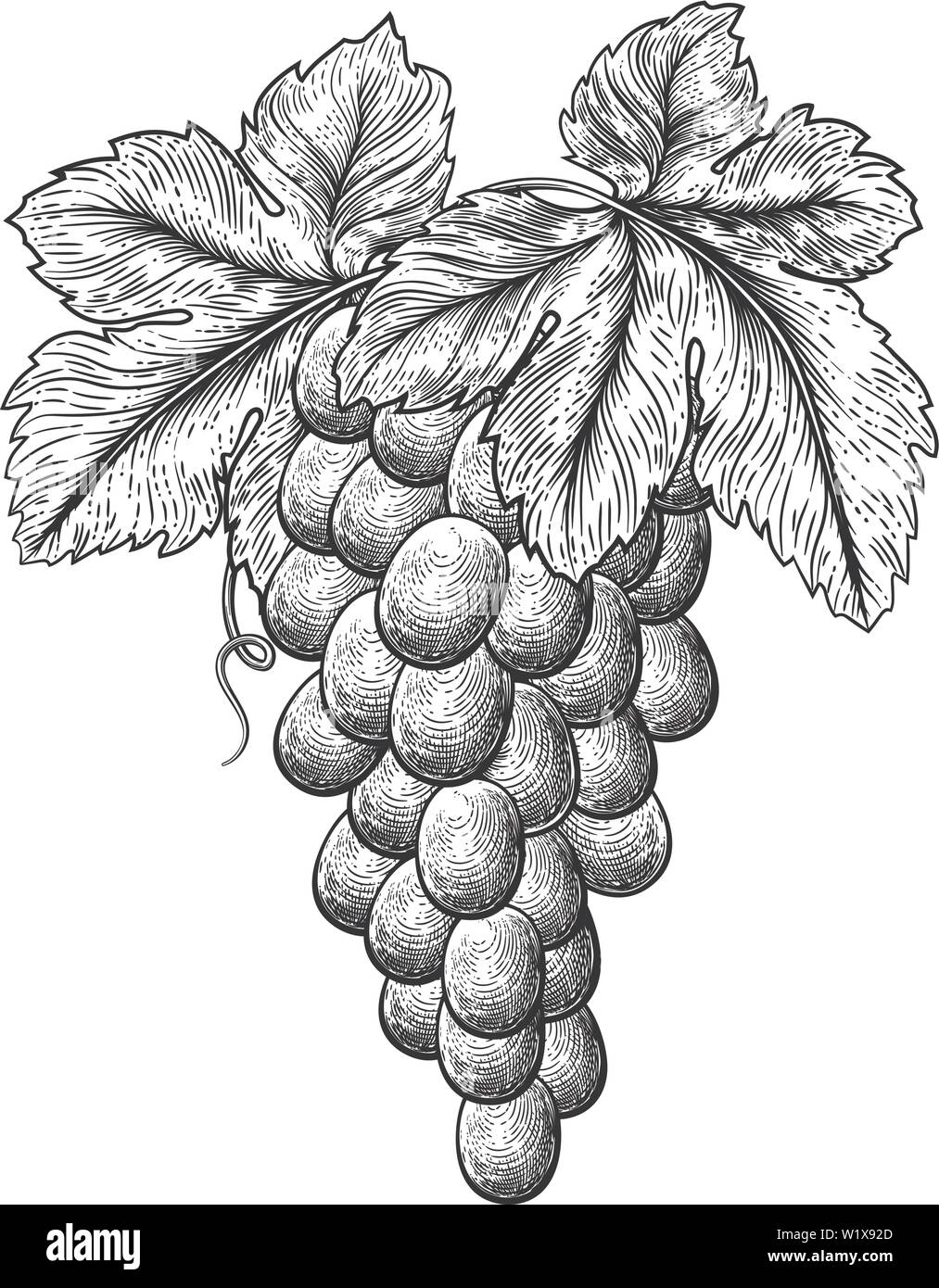 Grappolo di uva sulla vite e foglie Illustrazione Vettoriale