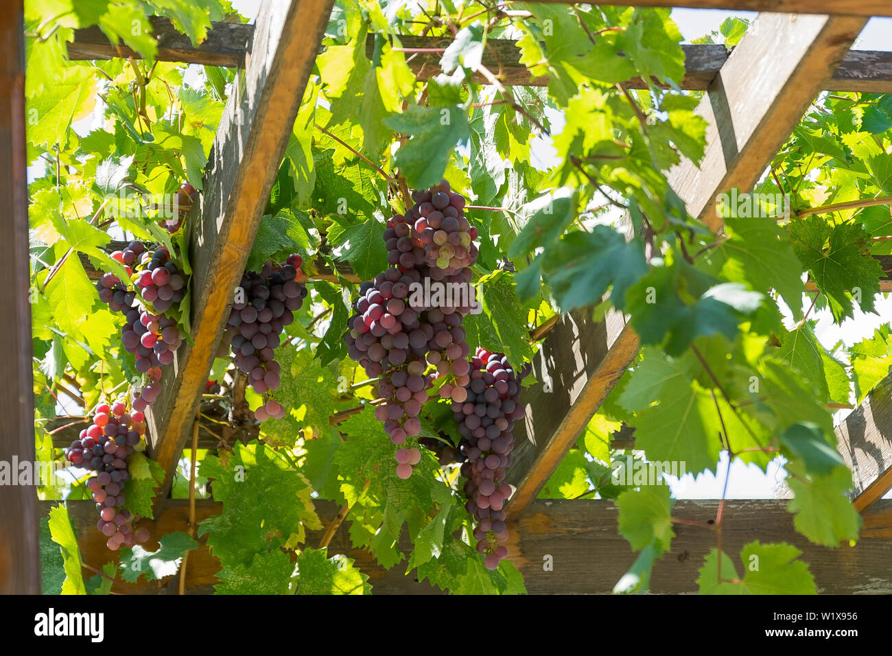 Pergola d'uva immagini e fotografie stock ad alta risoluzione - Alamy
