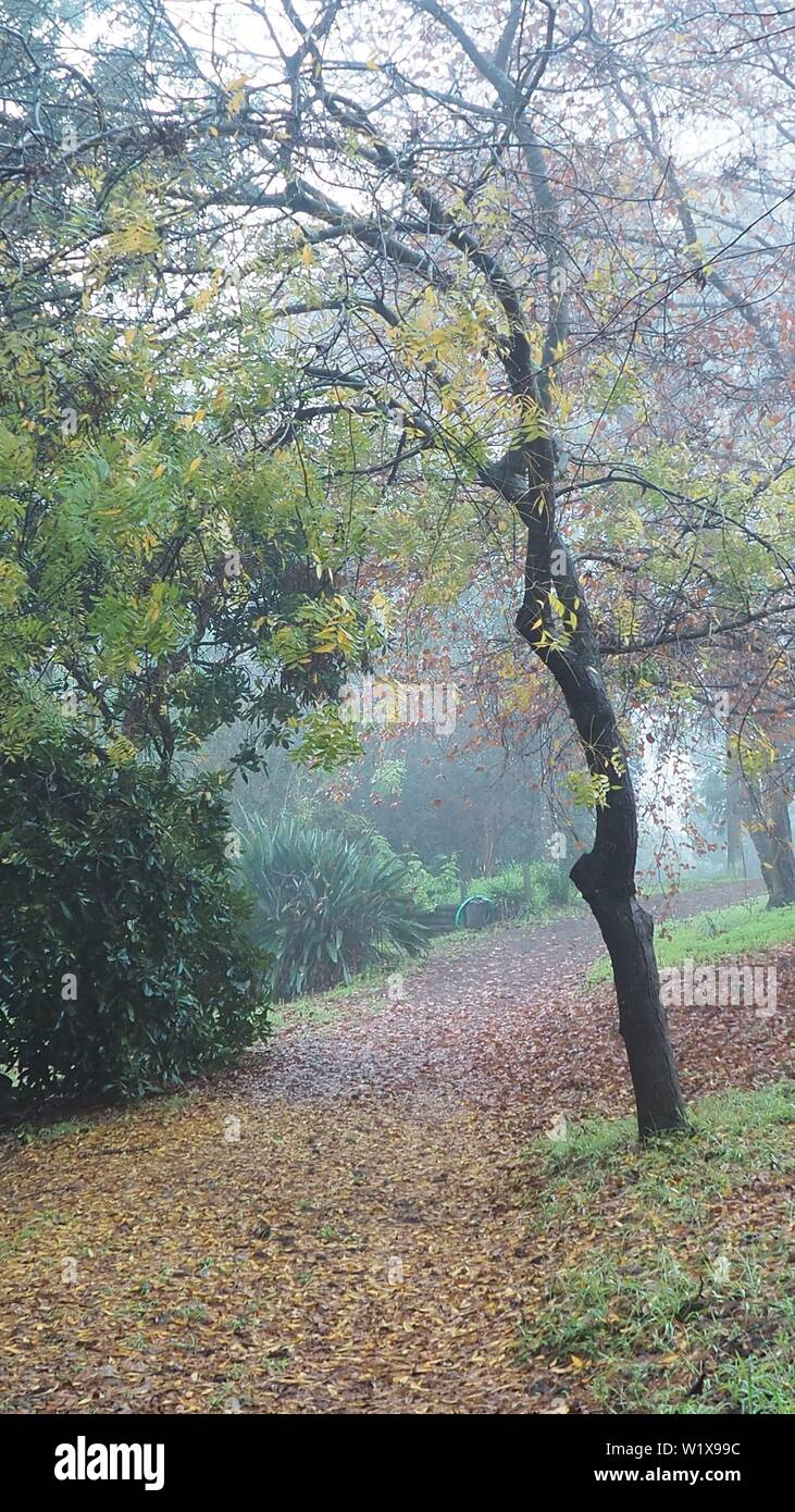 In un grande giardino su un drizzling giornata invernale, una Gleditsia triacanthos (miele Locust Tree) posiziona il puntatore del mouse su un largo sentiero di foglie cadute, Foto Stock