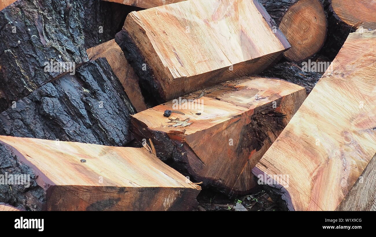 Un caduto gum tree fornisce una buona legna da ardere; il primo taglio prima della separazione Foto Stock