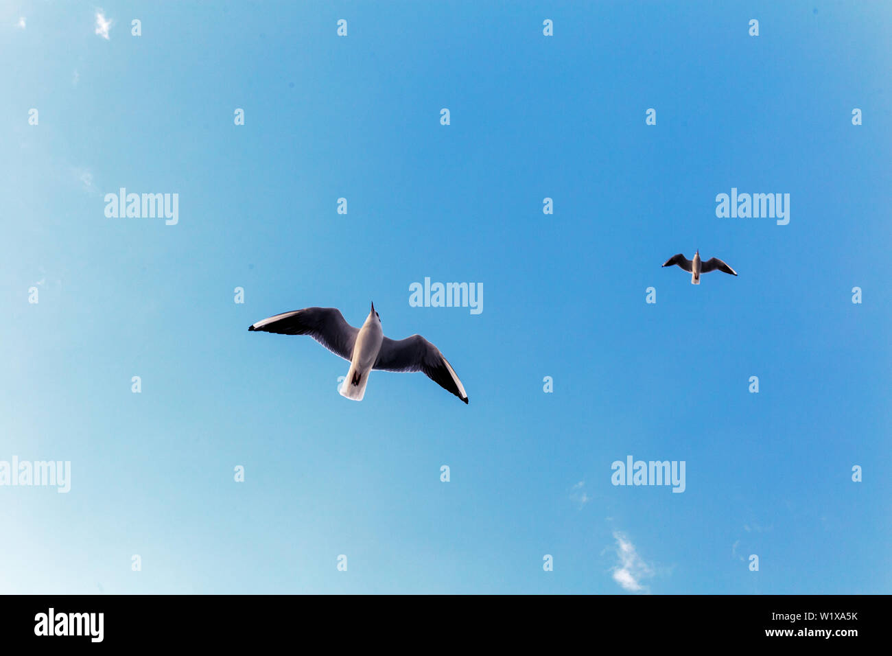 I gabbiani volano nel cielo blu Foto Stock