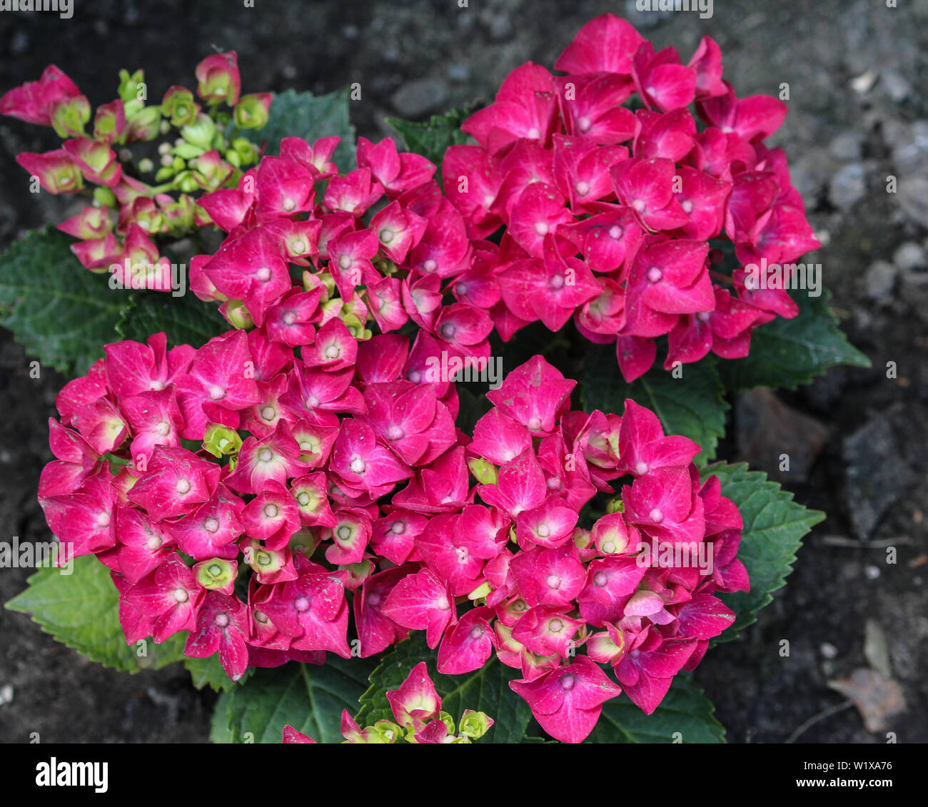Close up Mopheads ortensia (Hydrangea macrophylla) blooming, nomi comuni includono nomi comuni includono bigleaf hydrangea, Francese hydrangea, laceca Foto Stock
