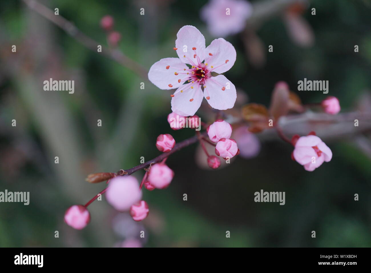 Molle bellissimi fiori di ciliegio nella calda e fredda luce Foto Stock