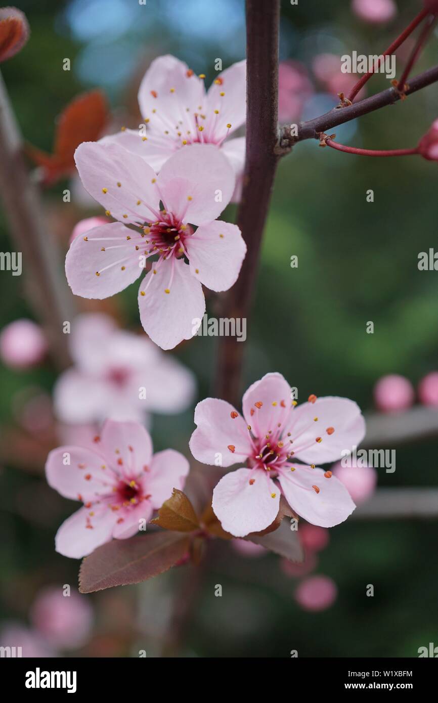 Molle bellissimi fiori di ciliegio nella calda e fredda luce Foto Stock