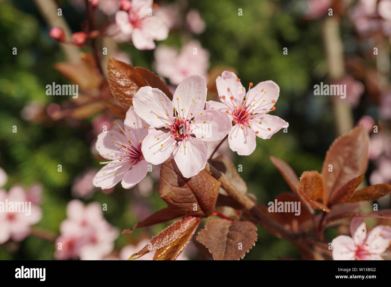 Molle bellissimi fiori di ciliegio nella calda e fredda luce Foto Stock