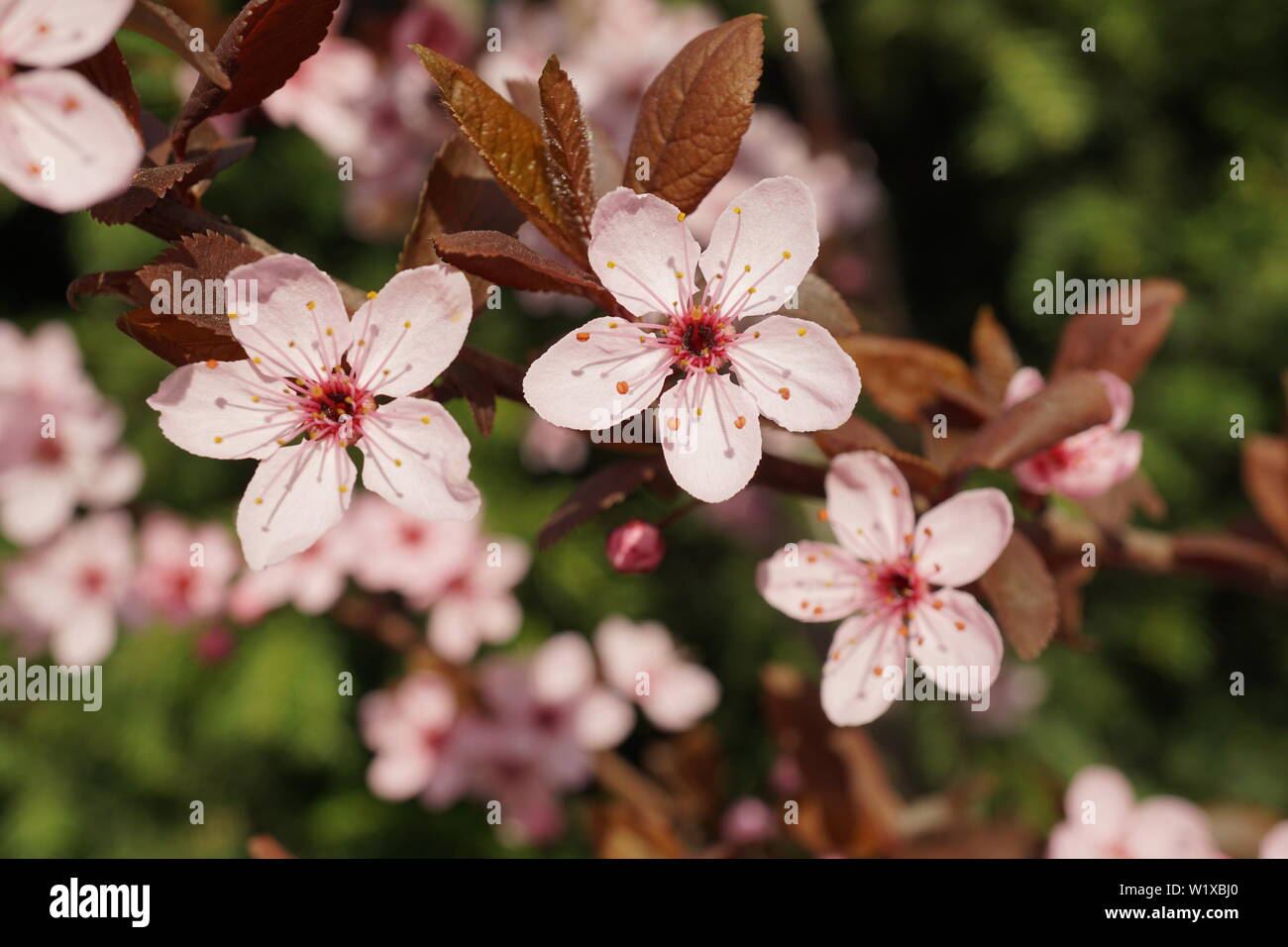 Molle bellissimi fiori di ciliegio nella calda e fredda luce Foto Stock