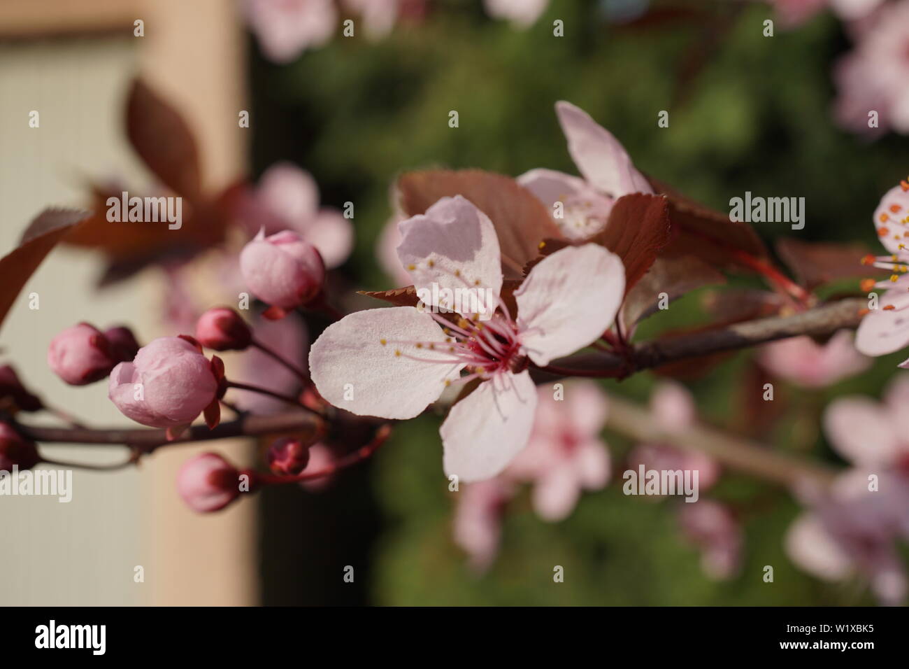 Molle bellissimi fiori di ciliegio nella calda e fredda luce Foto Stock