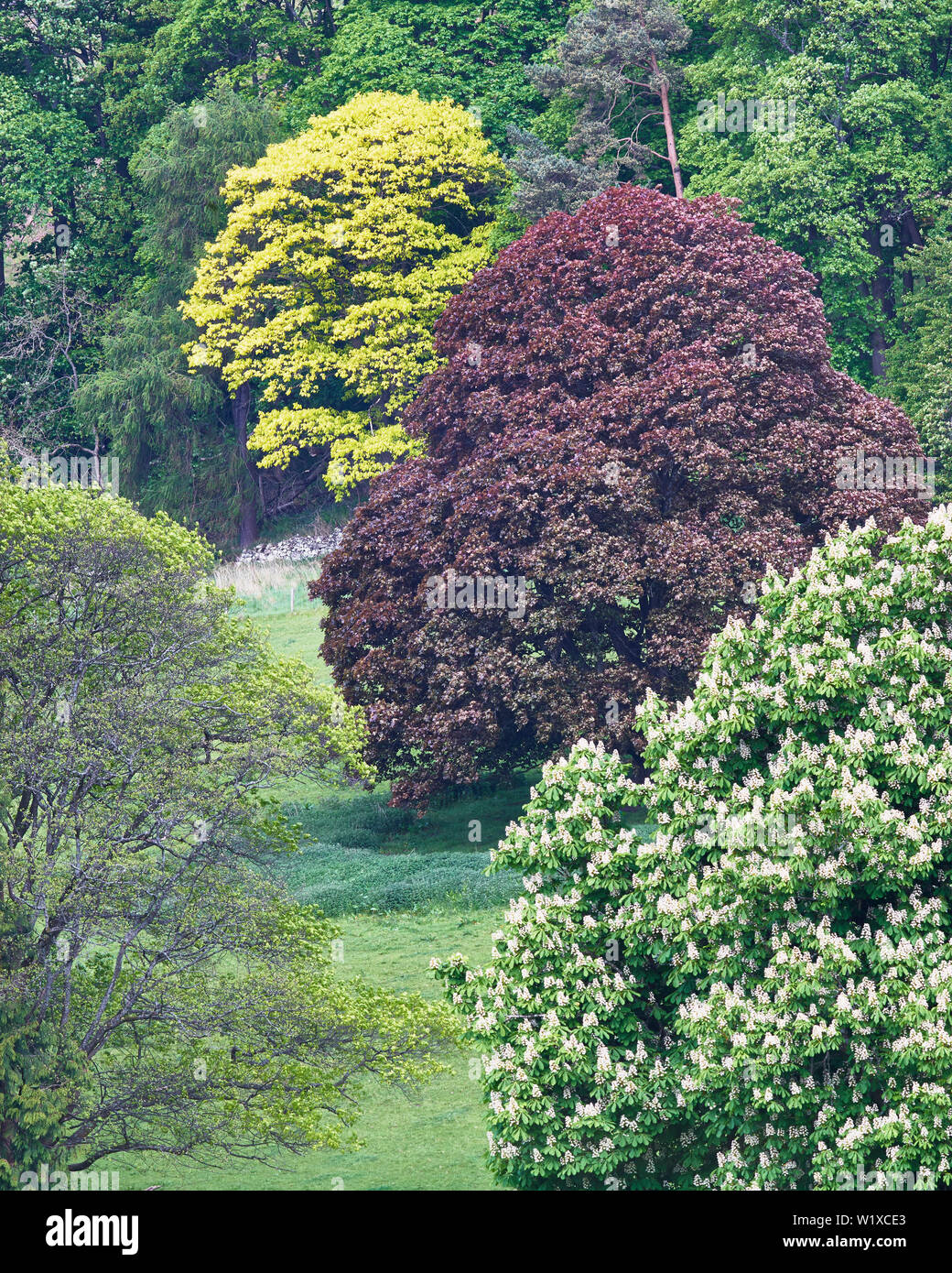 Hillside alberi in primavera, tra cui un rame faggio, Blairlogie, Stirling, Scozia Foto Stock