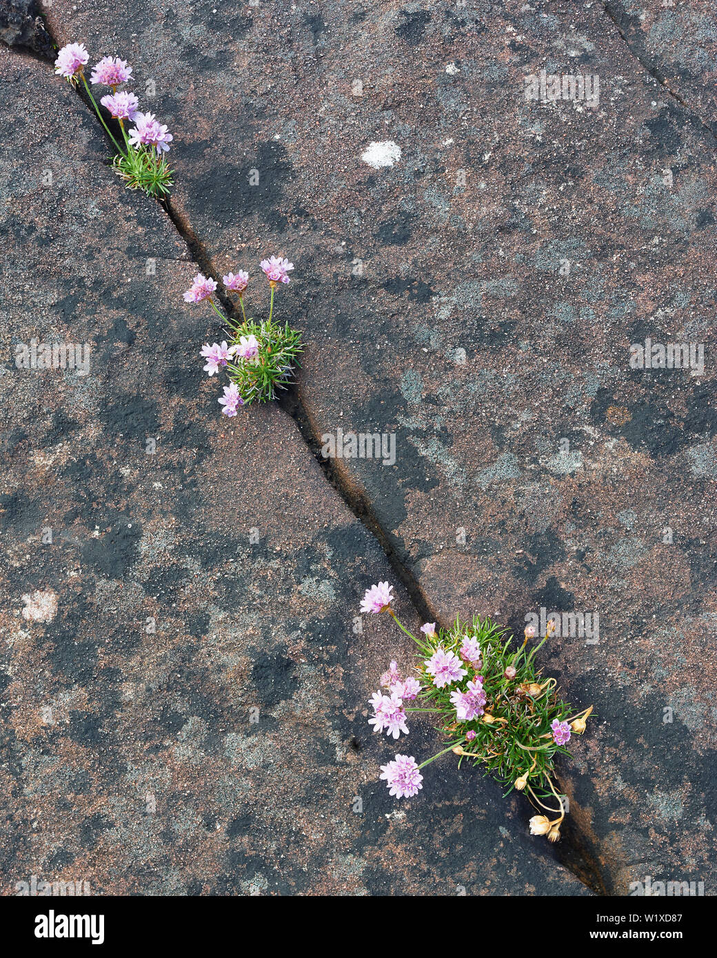 La parsimonia, Armeria maritima, crescendo in crepe nella roccia. Sito costiero, Wester Ross, Highland, Scozia Foto Stock