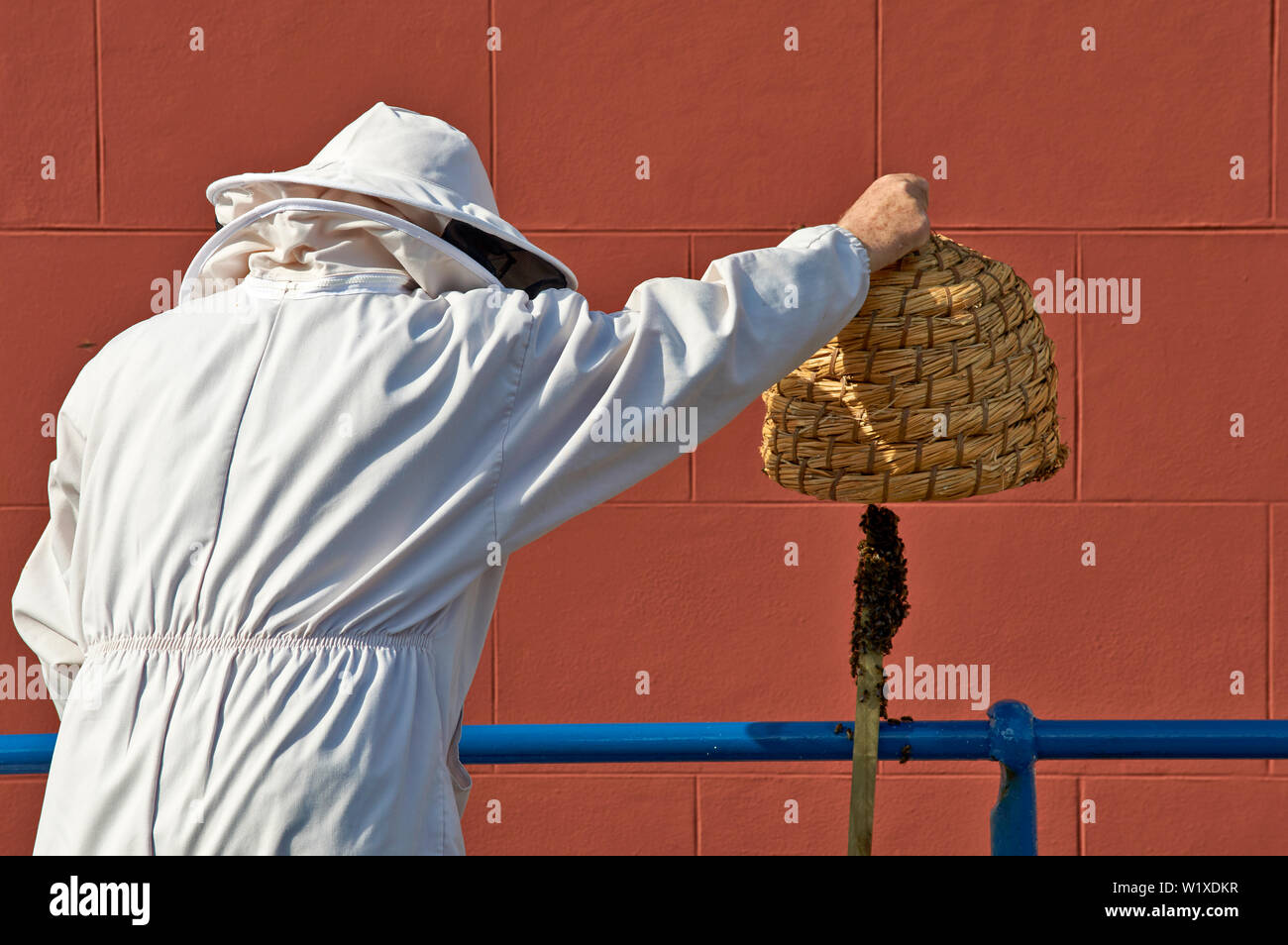 Uno sciame di api un apicoltore sollevando la paglia SKEP poste sopra le api a Pronto per il ritiro Foto Stock