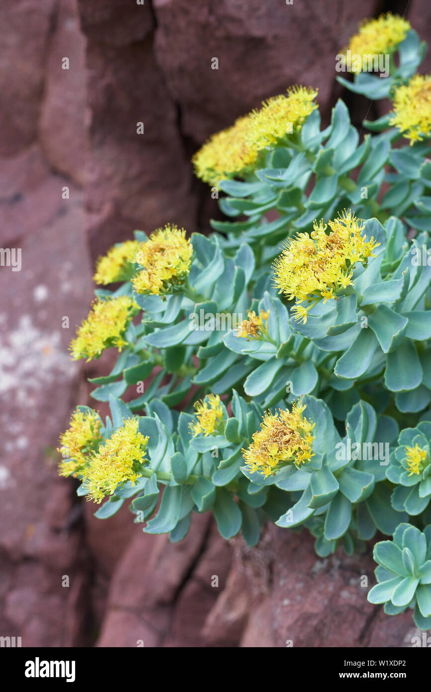 Roseroot. Rhodiola rosea, Assynt, Sutherland, Highland, Scozia Foto Stock