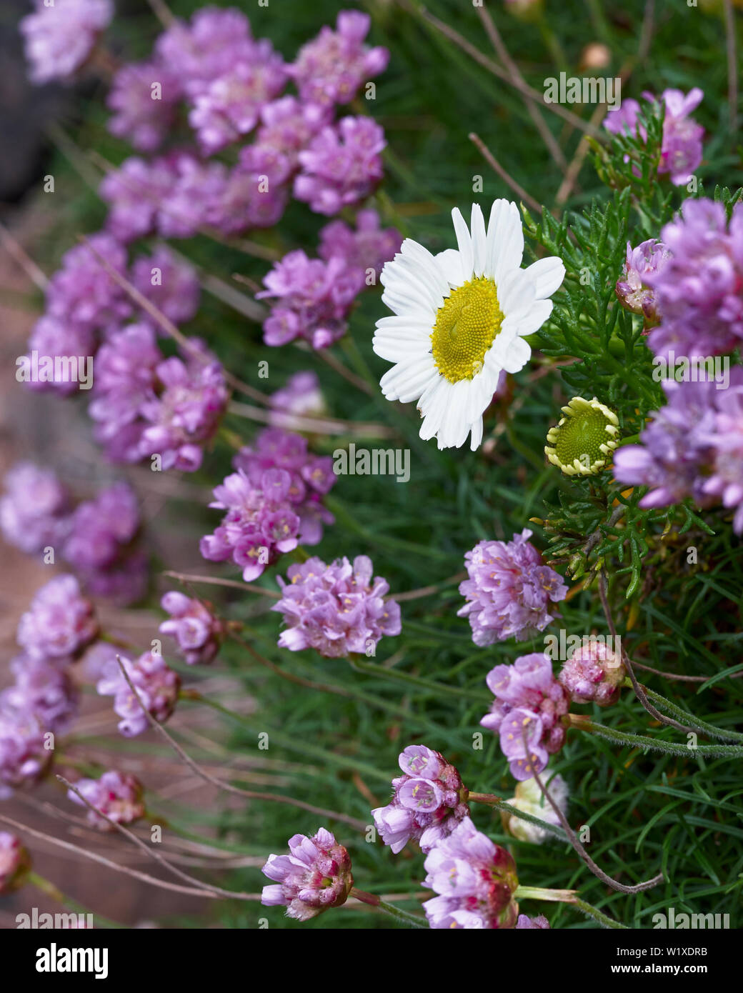 La parsimonia, Ameria maritima. Assynt, Sutherland, Highland, Scozia Foto Stock