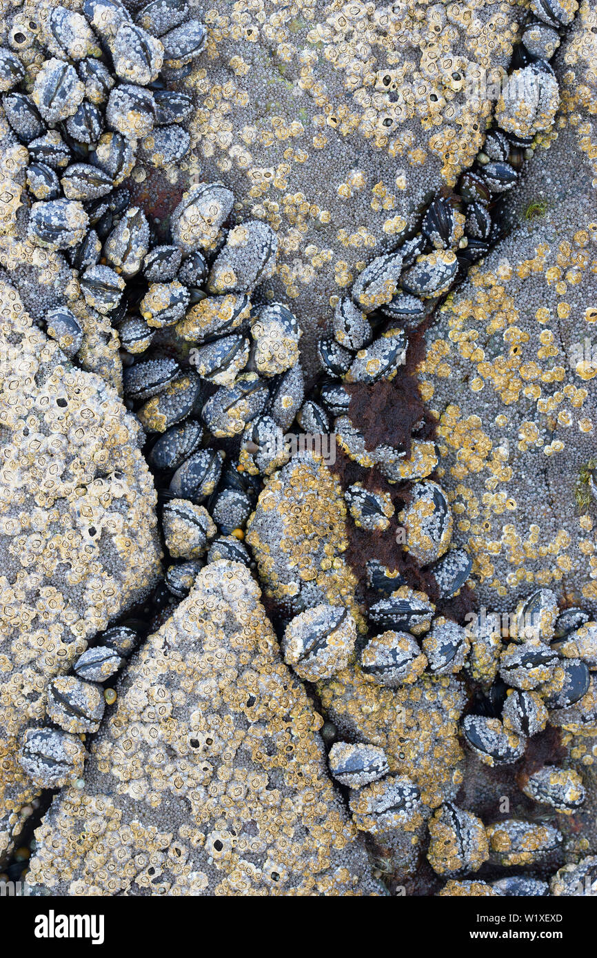 Gusci di mitili e cirripedi sulla roccia, Grunaird Bay, Wester Ross, Highland, Scozia Foto Stock