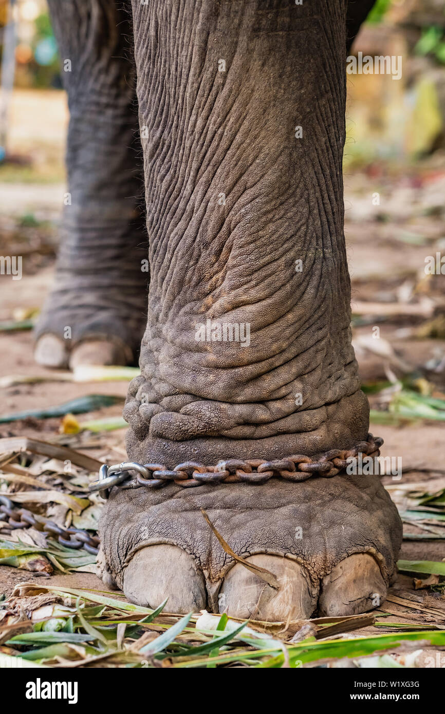 Close-up di un elefante della gamba in catene nel campo degli elefanti. Foto Stock