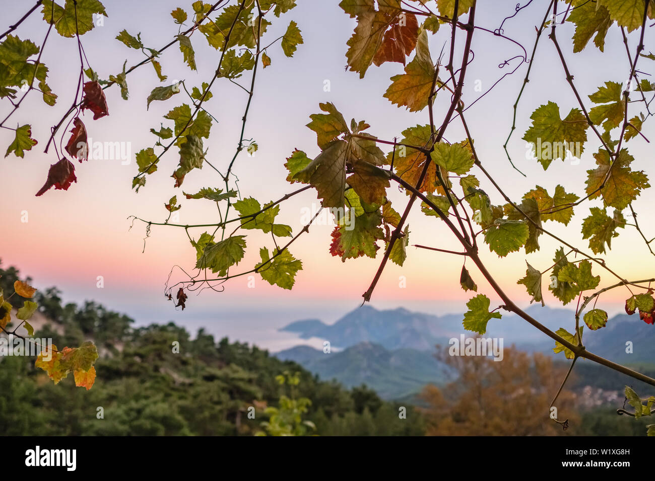 Foglie di uva con una costa Mediterranea paesaggio a sfondo al tramonto in Turchia. Foto Stock