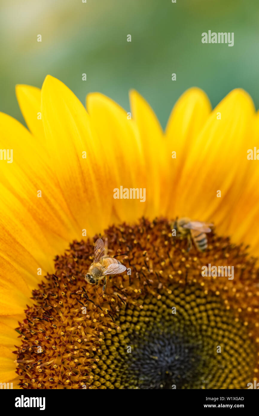 Bee raccoglie il nettare da un fiore di girasole Foto Stock