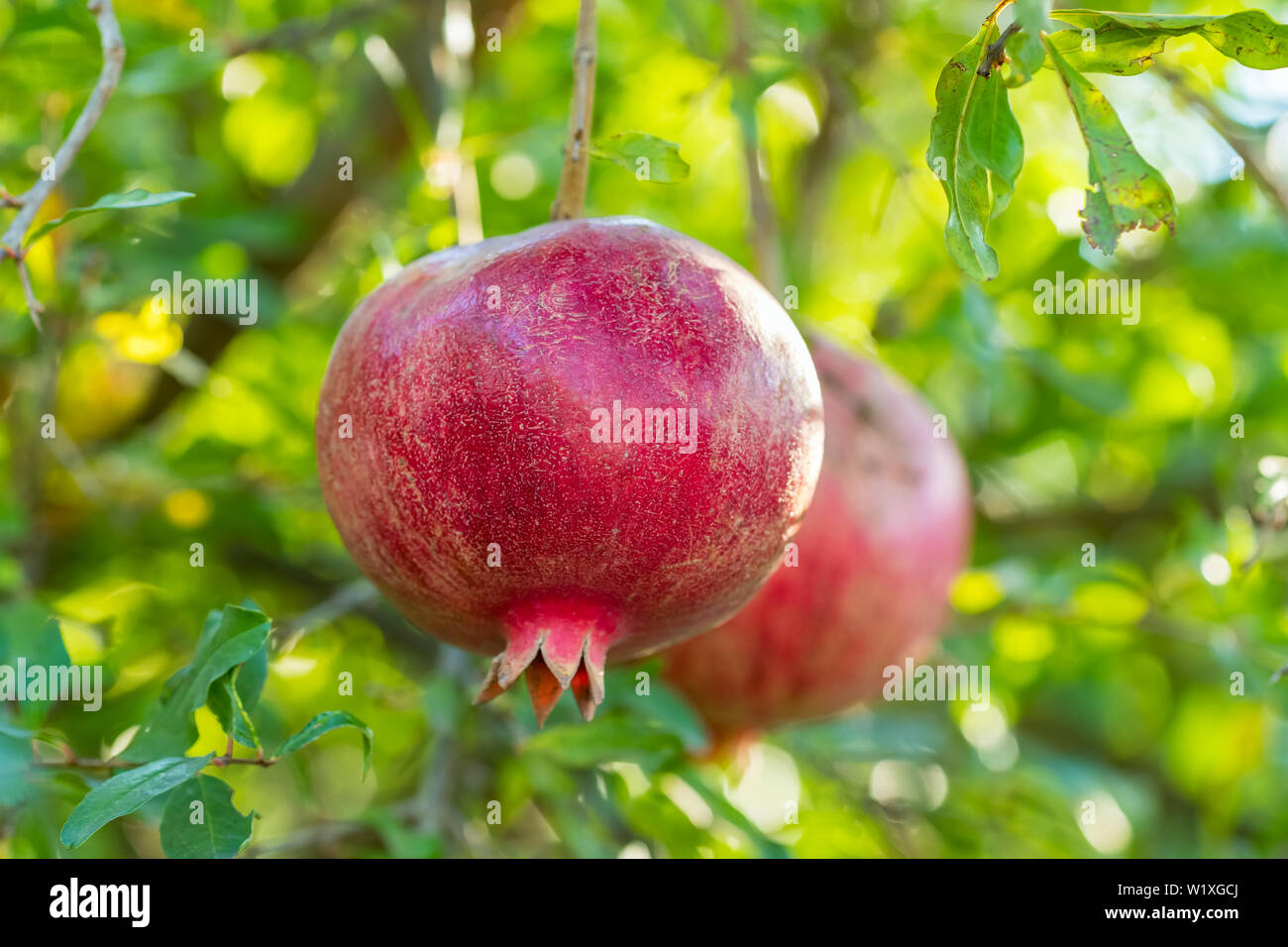 Maturare frutti di melograno su un ramo di albero Foto Stock