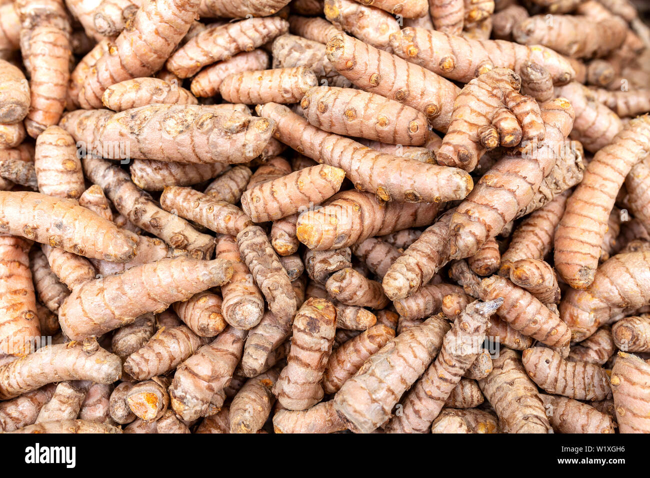 Fresh curcuma radici Foto Stock