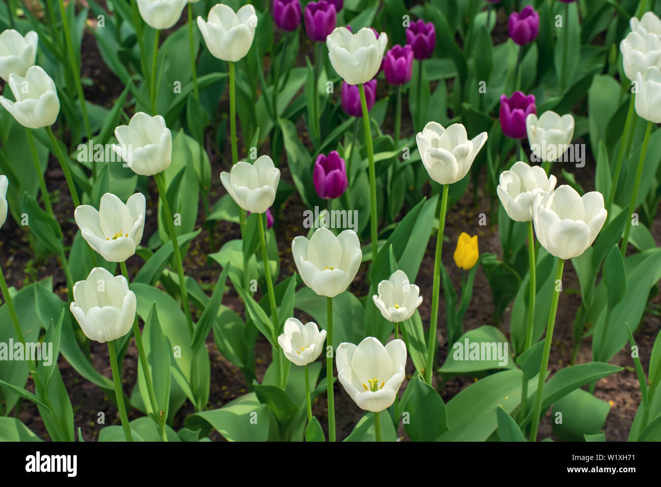 Campo colorate con violetto e bianco i tulipani di Tulip Festival. Immagine utile per il web design e come sfondo del computer. Foto Stock